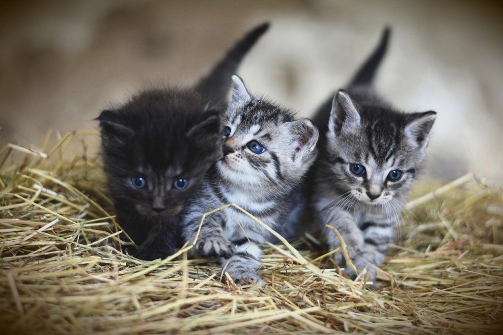 a group of kitten friends